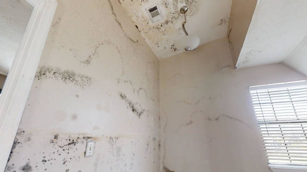 Environmental Consulting for Mold Prevention in Lewiston, CA