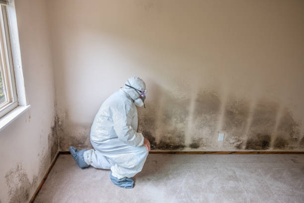 Best Industrial Mold Remediation  in Lewiston, CA